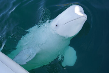 Famous beluga whale Hvaldimir saying hi