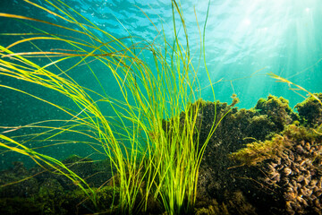 Wall Mural - American Eel-grass underwater in the St. Lawrence River