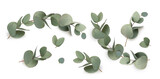Fototapeta Sypialnia - Green leaves eucalyptus isolated
