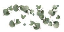 Green Leaves Eucalyptus Isolated
