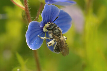 Poster - Closeup on a female of the extremally rare Viridescent miner, Andrena viridescens