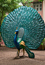 Clay Made Real Size Sculpture Of A Peacock Displayed In Anand Vi
