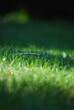 zielona trawa z kroplami rosy