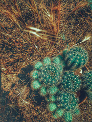 urchin and coral