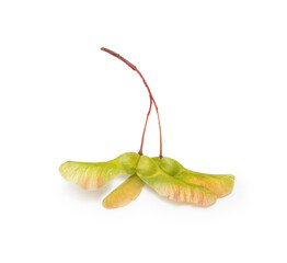 yellow maple seeds on a white background