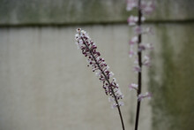 Dainty Pink And White Flowers On A Tall Stalk With Architectural Background