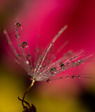 Fototapeta  - A single seed of a dandelion