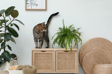 Cute Tabby Cat Near Houseplant On Cabinet Indoors