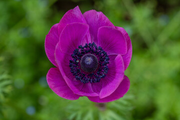 purple poppy flower