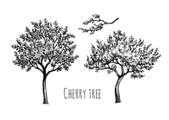 Wall Mural - blooming cherry tree.
