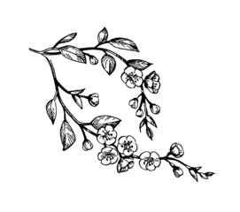 Wall Mural - Blooming cherry branches.