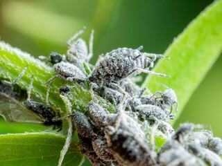 Wall Mural - Black Bean Aphid Colony Close-up. Blackfly or Aphis Fabae Garden Parasite Insect Pest Macro on Green Background