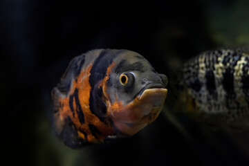 The oscar (Astronotus ocellatus) is a  fish from the cichlid family