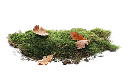 Wall Mural - Autumn oak yellow leaves on green moss isolated on white background and texture, side view