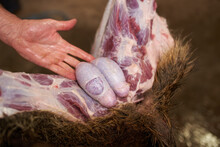 Hunter Skinning Feral Pig