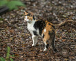 Alert feral calico cat in garden