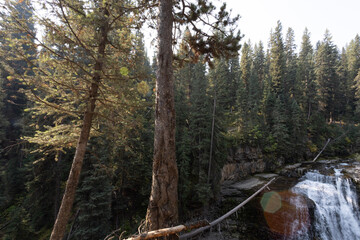 Wall Mural - river in the woods