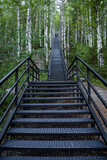 Fototapeta  - An iron staircase going far up through a birch grove. Walk through the forest in the fresh air.