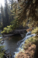 Wall Mural - river in the forest