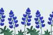 Blue lupine background