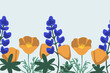 Bluebonnet and california poppy