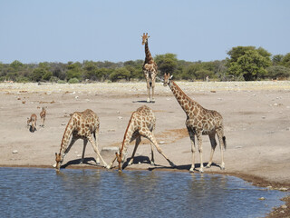 Wall Mural - Closeup shot of giraffes drinking water from the lake on a hot day