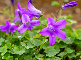 Wall Mural - Pretty blue Campanula portenschlagiana flowers, Resholt variety