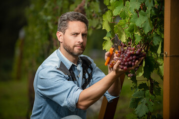 grapevine cut by guy with scissors, farming