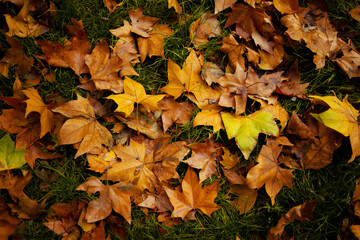 Wall Mural - yellow leaves on grass