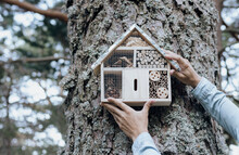 Man Holding Wooden Insect Hotel On Tree Trunk