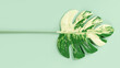 Monstera leaf spotted pattern on Blue-Green pastel background. Minimal idea concept, 3D Render.
