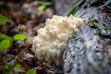  Lion's mane , (Hericium erinaceus ) also called monkey head mushroom, bearded tooth mushroom, satyr's beard, bearded hedgehog mushroom, pom pom mushroom, or bearded tooth fungus.