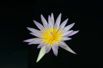 Wall Mural - Beautiful pink water lily on black background