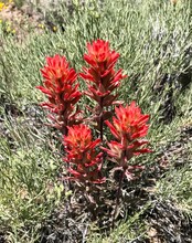 Red And Yellow Flower, Indian Paintbrush
