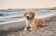 Golden Retriever On The Beach. Picture With Copy Space For Text Design