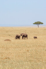 Sticker - Elephants herd walking on the savanna in Africa