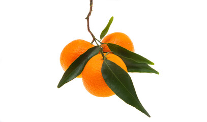 Sticker - tangerines with leaves isolated