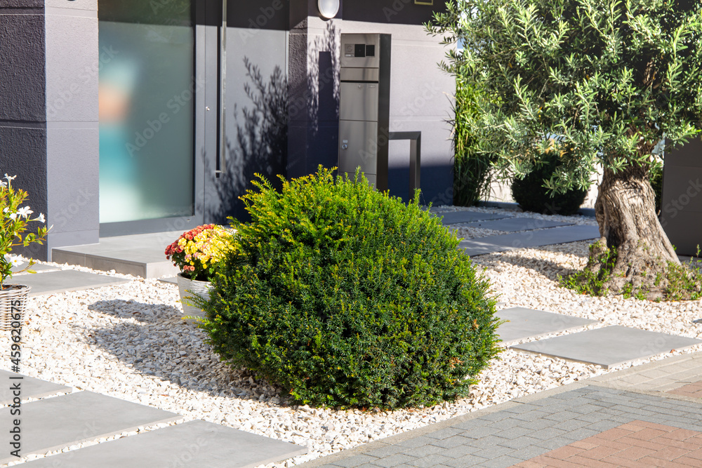 Schn angelegter Vorgarten mit Ziersplitt und einem Olivenbaum Stock Photo  | Adobe Stock