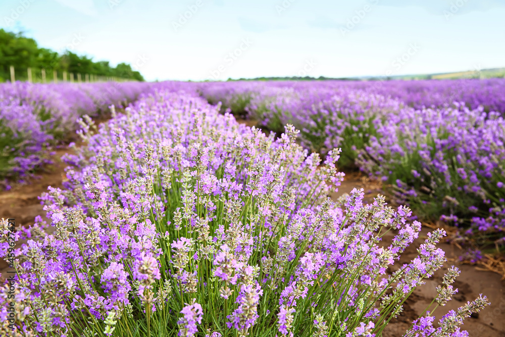 Beautiful lavender field on summer day