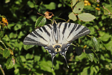 Wall Mural - scarce swallowtail butterfly