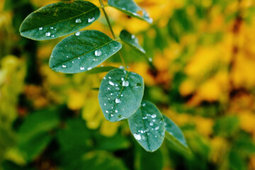 Sticker - Morning Dew. Drops of water on green leaves in autumn