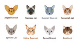 Fototapeta Pokój dzieciecy - Faces of cats of different breeds - vector set, collection, illustration in flat style. Exotic cat, Devon Rex, Russian blue, Maine Coon, Abyssinian cat, Savannah, Sphynx, Siamese cat.