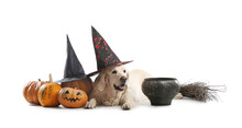 Cute Labrador Dog With Halloween Decor And Pumpkins On White Background
