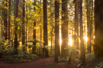 The light of the setting sun shining through the California redwood trees in Whakarewarewa Forest, Rotorua, New Zelaand