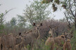 © Fearless on 4 Wheels - Herd of female kudus grazing between the trees at Khaudum National Park, Namibia