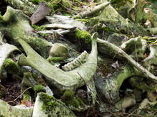 Bones And A Jawbone With Teeth Of Cows And Cattle In A Forest Covered Under A Layer Of Moss