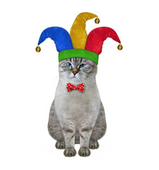 Wall Mural - A ash cat clown in a jester hat is sitting. April fool's day. White background. Isolated.