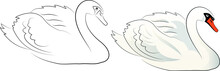 Hand Drawn Sketch Of A Swan In Vector