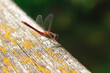 © Westend61 - Red dragonfly perching on wooden surface
