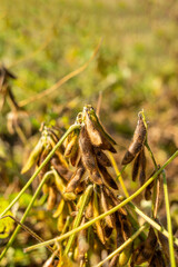 Wall Mural - Autumn ripe soybeans background material